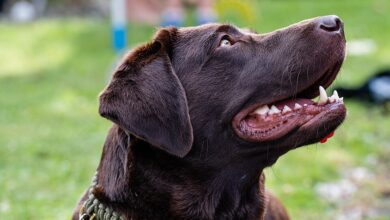 A labrador retriever, illustrative photograph