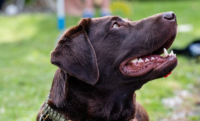 A labrador retriever, illustrative photograph